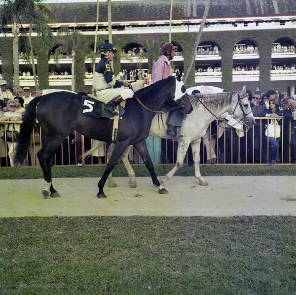 Jockey Donald MacBeth with "Coverack" at the Hialeah Racetrack.