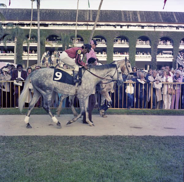 Jockey Jorge Velasquez with "Sawbones" at the Hialeah Racetrack.