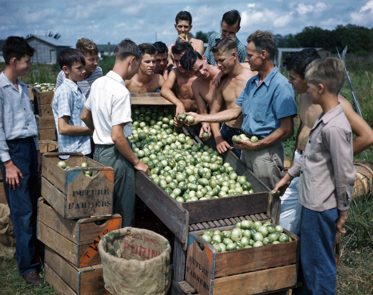 Future Farmers of America packing tomatoes in Palmetto, Florida, 1947