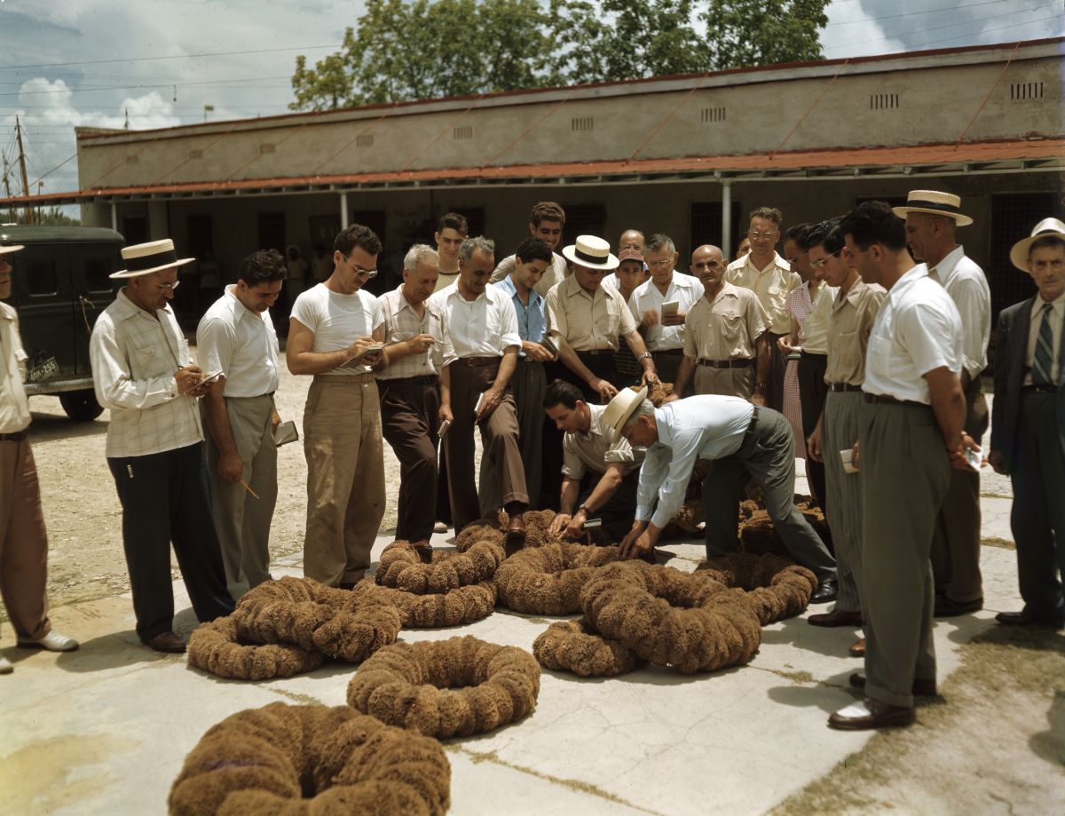Scene from a sponge auction in Tarpon Springs, Florida.