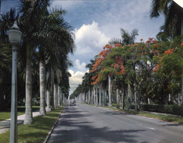 McGregor Blvd. lined with palm trees in Ft. Myers, Florida.