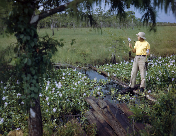 Photographer Joe Steinmetz looking at water hyacinths from a canal along the Tamiami Trail in the Everglades.