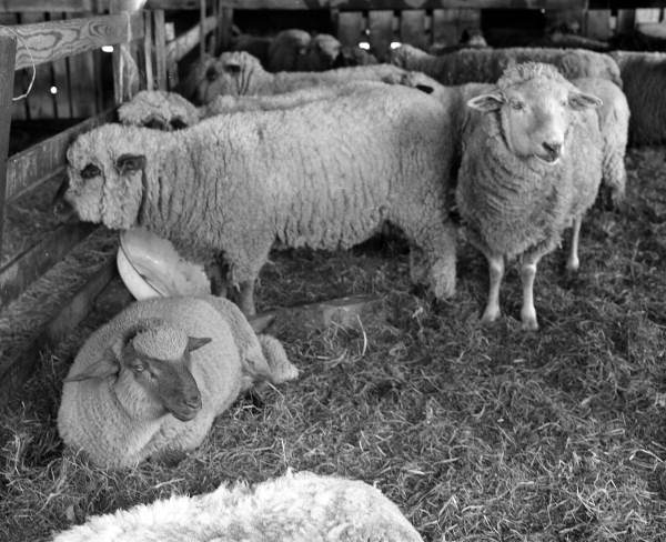 Sheep on Jasper Crowley's farm in Sarasota, Florida.