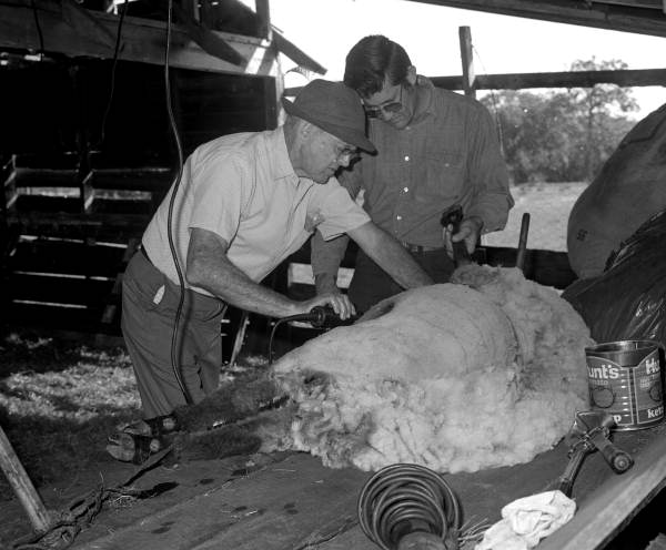 View showing Jasper Crowley, left, shearing his sheep in Sarasota, Florida.