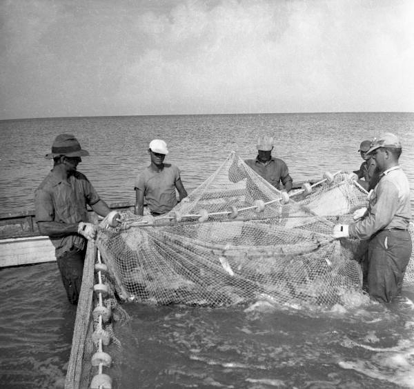 black and white sailor with a net full of fish Florida Memory • Commercial fishermen using seine net to catch fish in  Naples, Florida
