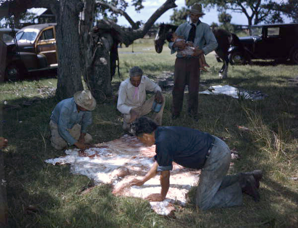 Seminoles rubbing salt into skin of barbecued calf to preserve it - Brighton Indian Reservation, Florida.