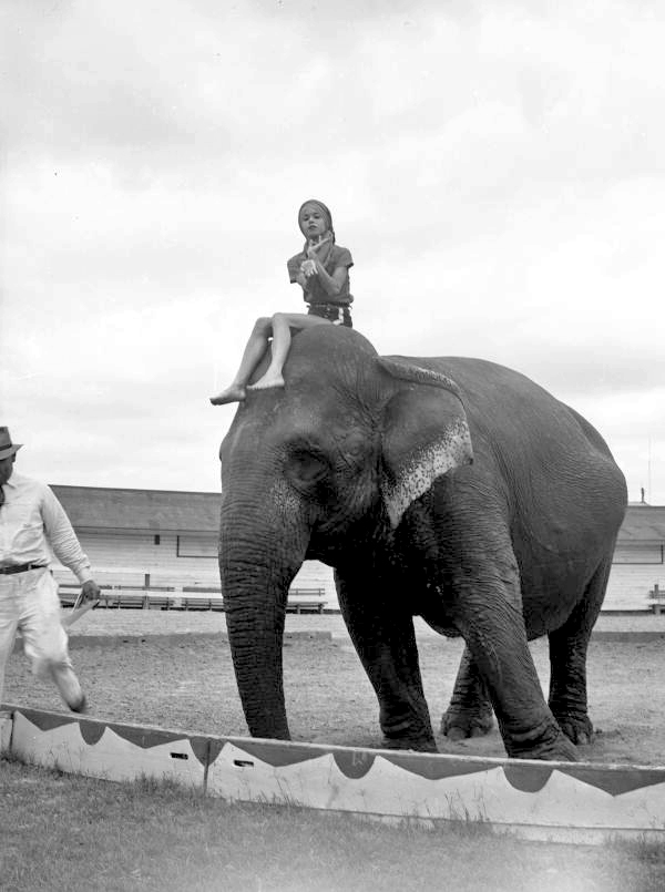 View showing a young woman sitting on top of an elephant at the Ringling Circus in Sarasota, Florida.