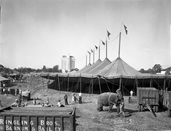 Tent going up at last showing of 1947 season - Sarasota, Florida.