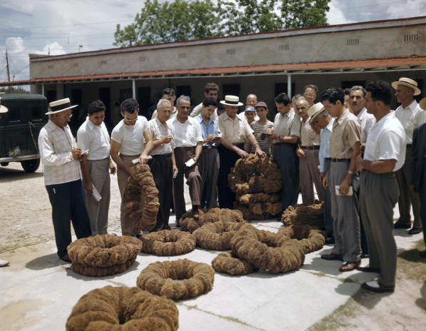 Scene from a sponge auction in Tarpon Springs, Florida.