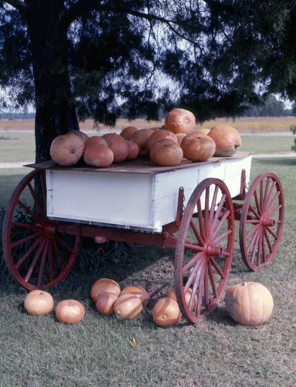 Wagon of pumpkins at a roadside stand in Georgia.