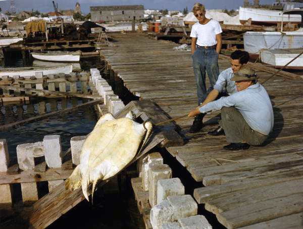 Workers hauling sea turtle out of holding kraal in Key West, Florida.