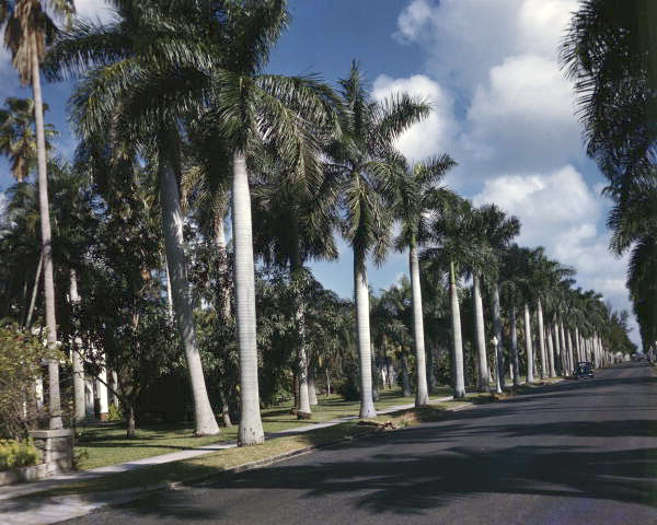 View showing Royal palm trees lining McGregor Blvd. in Ft. Myers, Florida.