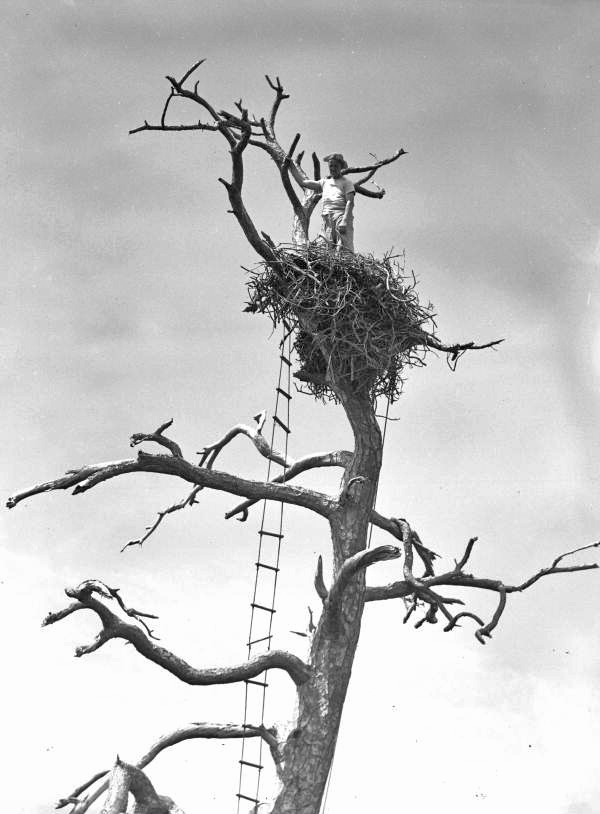 Charles Broley in the nest banding eagles in Tampa, Florida.