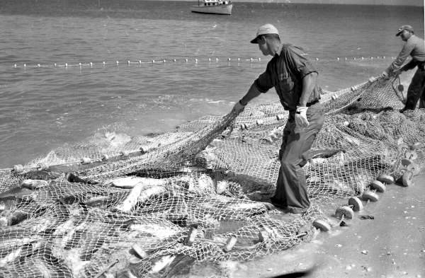 commercial fishing florida sein nets Florida Memory • Close-up view showing commercial fishermen bringing their seine  net full of fish to the beach in Naples, Florida
