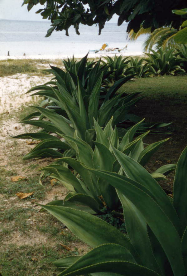 Unidentified green plants in Nassau, Bahamas.