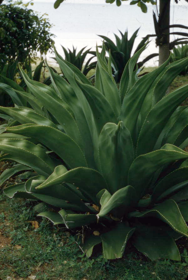 Close-up view of an unidentified green plant in Nassau, Bahamas.