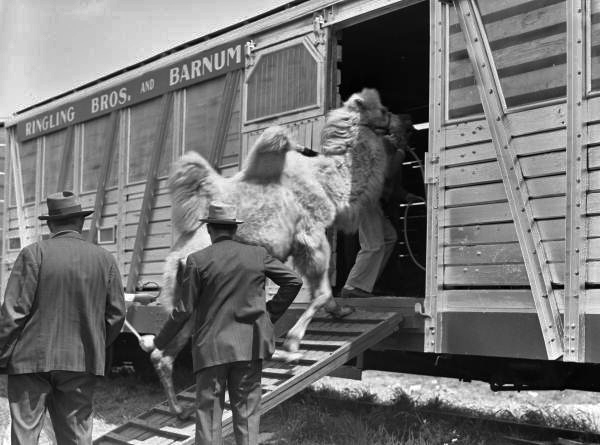 Camels being loaded on the Ringling circus train in Sarasota, Florida.
