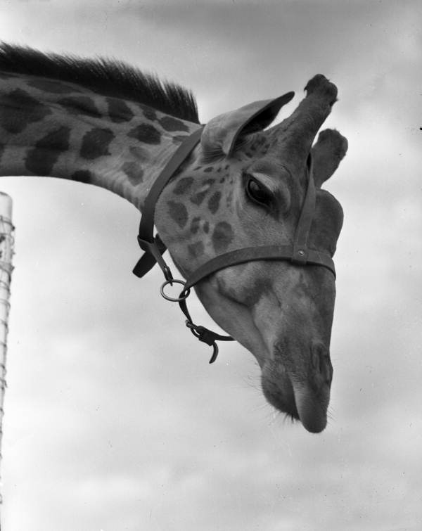 Close-up view of a giraffe at the Ringling Circus in Sarasota, Florida.