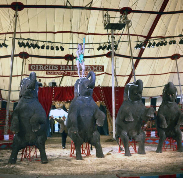 View showing an elephant act from Clyde Beatty-Cole Bros. during rehearsal for Garry Moore's show at the Circus Hall of Fame in Sarasota, Florida.