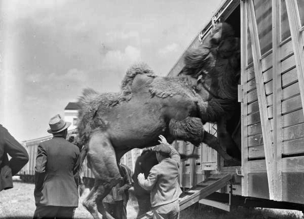 Camel being loaded on the Ringling circus train in Sarasota, Florida.