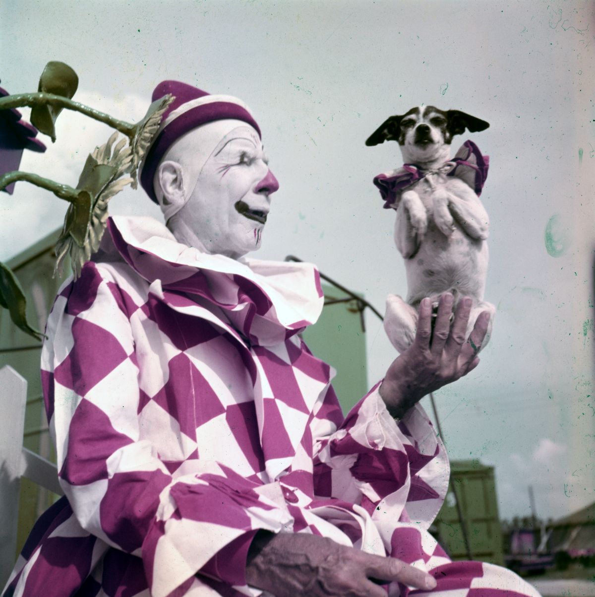 Portrait of Ringling Circus clown Charlie Bell with his pet fox terrier.