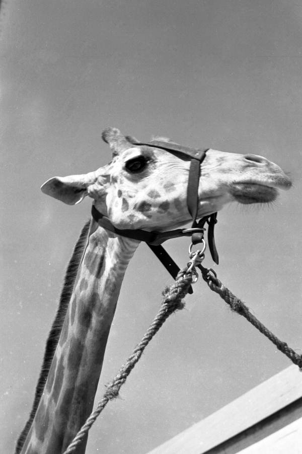 Close-up view of a giraffe at the Ringling Circus in Sarasota, Florida.
