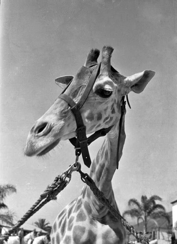 Close-up view of a giraffe at the Ringling Circus in Sarasota, Florida.