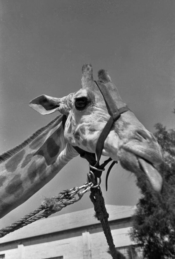 Close-up view of a giraffe at the Ringling Circus in Sarasota, Florida.
