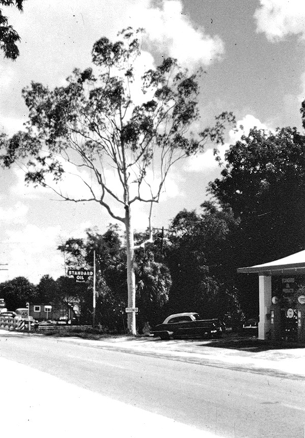 Eucalyptus tree in Estero, Florida.