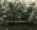 Bamboo Landing on Estero River.