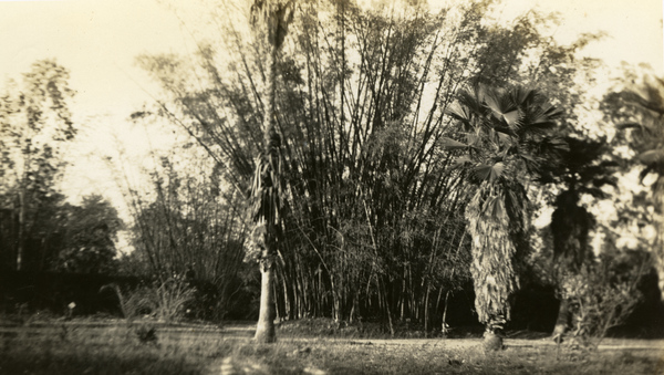 Stand of bamboo at the landing on the Estero River.