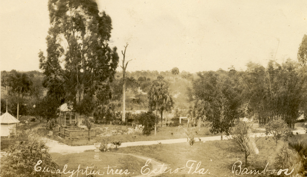 Postcard showing eucalyptus trees and bamboo grass on the Koreshan Unity property in Estero, Florida.