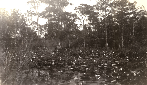 Lily pond on the Koreshan Unity property in Estero, Florida.