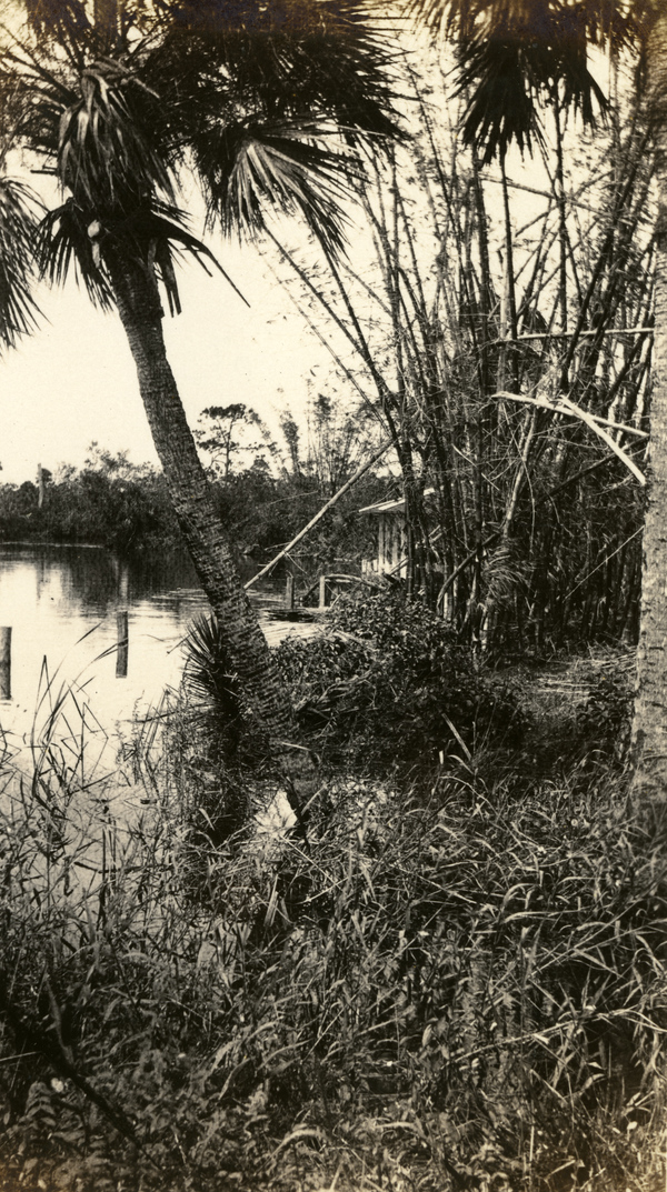 Bamboo and palms at the landing on Estero River.