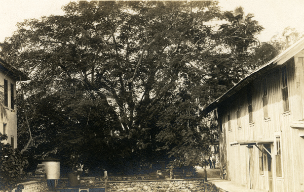 Postcard showing Poinciana tree on the Koreshan Unity property in Estero, Florida.