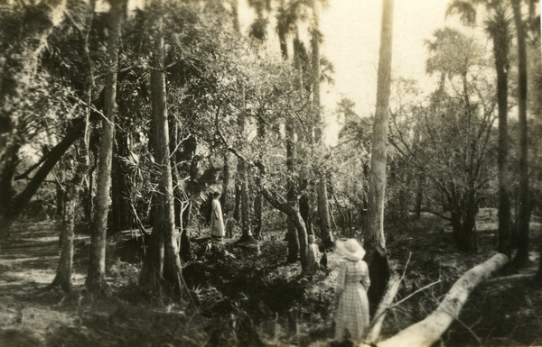 Postcard showing 2 women and boys strolling under the trees on the Koreshan Unity property in Estero, Florida.