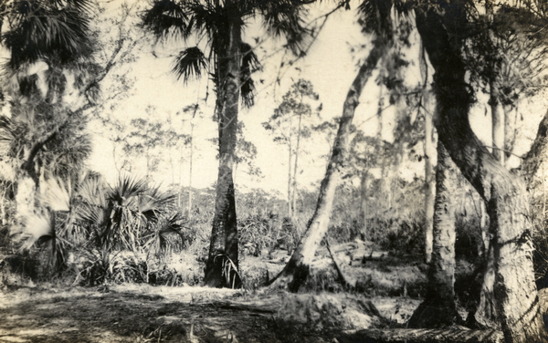 Postcard showing palmettos on Koreshan Unity property in Estero, Florida.