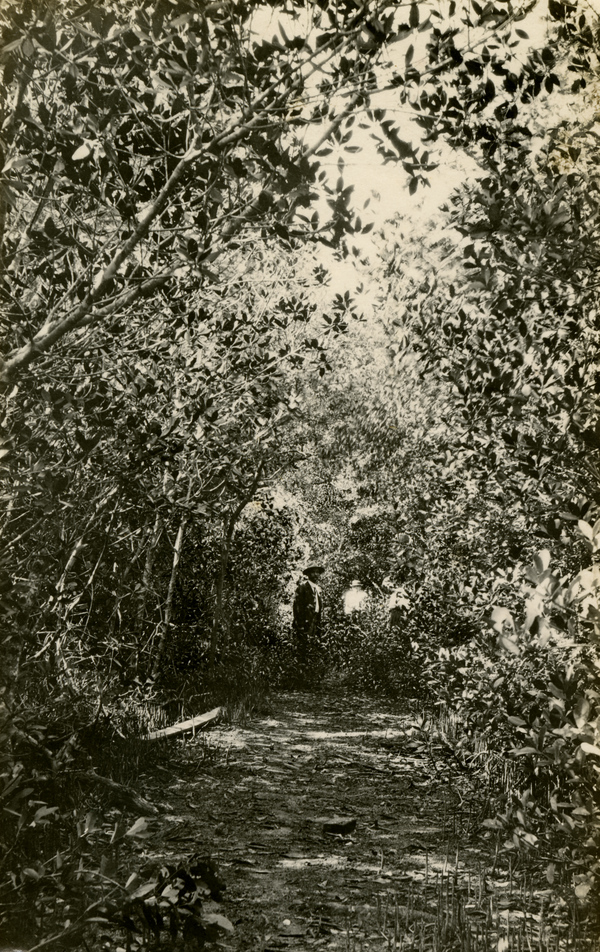 Path through the trees at Fort Myers Beach on Estero Island, Florida.