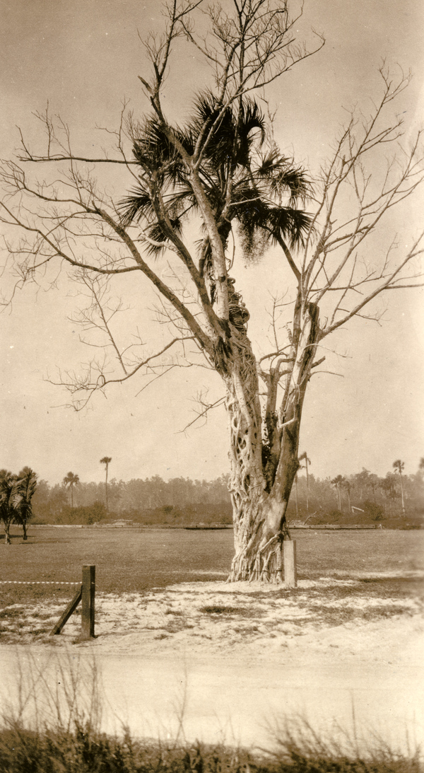 Florida strangler fig in Everglades City, Florida.