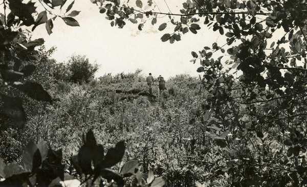 Koreshans walking through the vegetation on Mound Key.