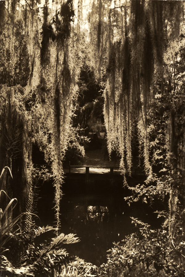 Bamboo Landing on Estero River.