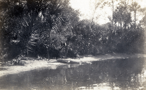 Postcard of an alligator entering the Estero River.