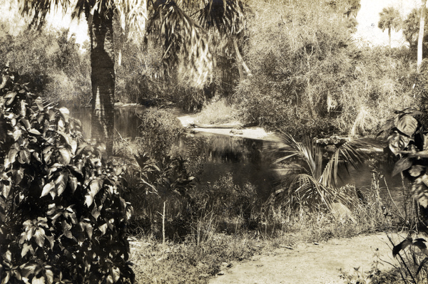 Postcard showing an alligator on the bank of the Estero River.