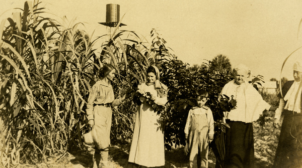 Postcard showing Koreshans examining some of their plants.