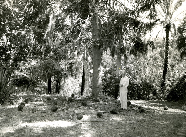 Koreshan Unity president Laurie Bubbett posing with cone from a Monkey Puzzle tree.