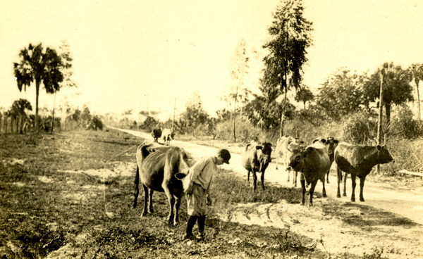 Koreshan Unity cattle in Estero, Florida.