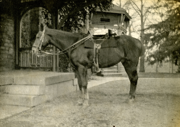 Koreshan horse named "Charley".
