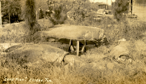 Postcard showing Atlantic goliath grouper in Estero, Florida.