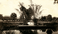 Bamboo Landing on the Estero River.