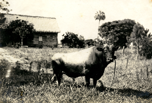 Bull in Estero, Florida.